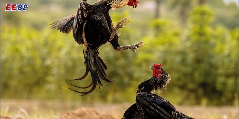 Khám Phá Đá Gà Cựa Dao Tại EE88 - Kịch Tính & Thắng Lớn Các bước tham gia chơi đá gà tại nhà cái EE88