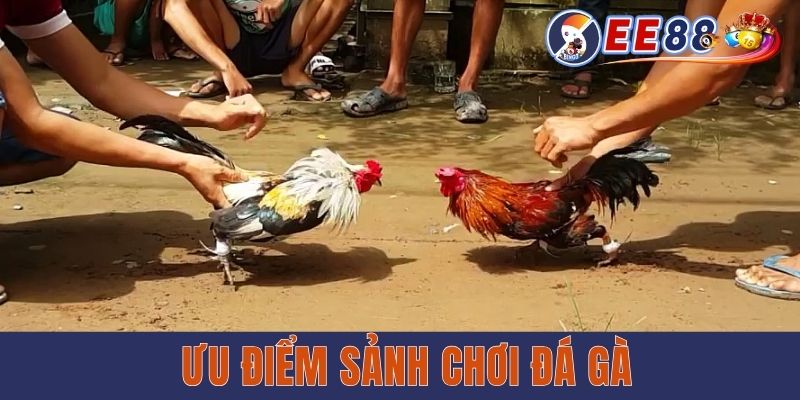 Ưu điểm sảnh chơi đá gà