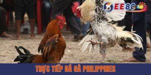 Trực Tiếp Đá Gà Philippines - Xem Miễn Phí Cùng EE88