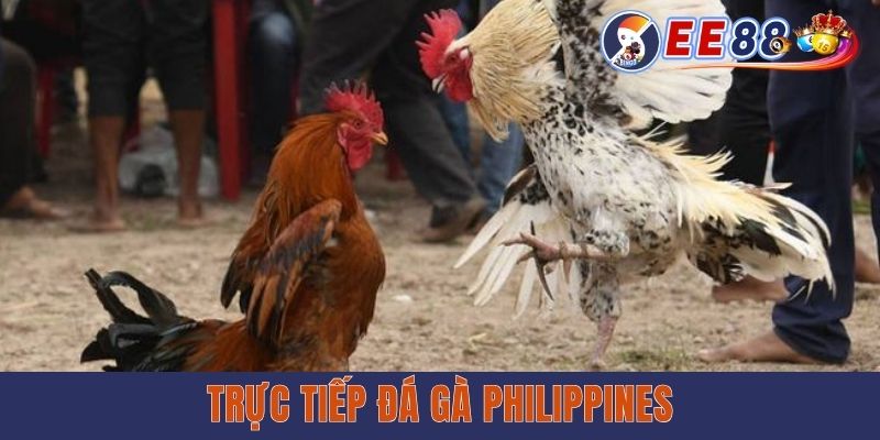 Trực Tiếp Đá Gà Philippines - Xem Miễn Phí Cùng EE88 Trực Tiếp Đá Gà Philippines - Xem Miễn Phí Cùng EE88
