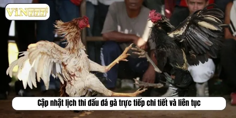 Đá Gà Trực Tiếp Bình Luận Viên Chuyên Nghiệp Tại EE88 Cập nhật lịch thi đấu đá gà trực tiếp chi tiết và liên tục